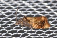 Ditula angustiorana