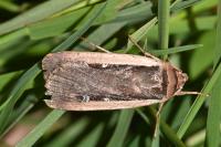 Ochropleura leucogaster