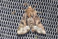 Oligia latruncula/strigilis/versicolor