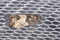 Spilonota ocellana
