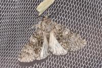 Acronicta megacephala