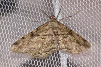Peribatodes rhomboidaria