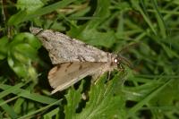 Hypomecis roboraria