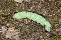 Orthosia gothica