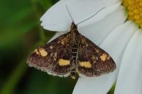 Pyrausta aurata