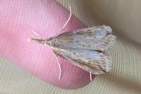 Schrankia costaestrigalis