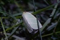 Bena bicolorana