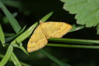 Camptogramma bilineata