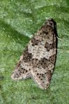 Cnephasia