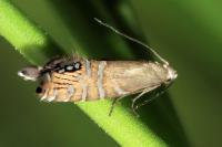 Glyphipterix thrasonella