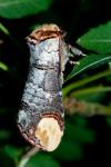 Phalera bucephala