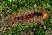 Lymantria dispar