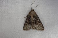 Oligia strigilis