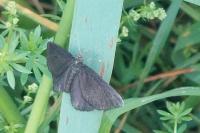 Odezia atrata