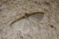 Idaea subsericeata