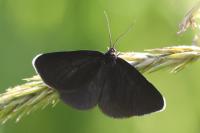 Odezia atrata