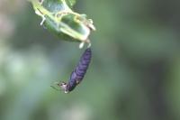 Tortrix viridana