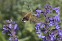 Hemaris fuciformis