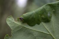 Tortrix viridana