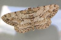 Hypomecis punctinalis