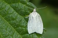Tortrix viridana