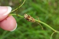 Archips xylosteana
