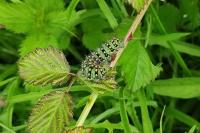 Saturnia pavonia
