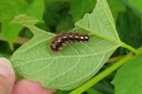 Acronicta rumicis