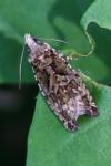 Zeiraphera isertana