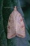 Aleimma loeflingiana