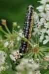Depressaria daucella