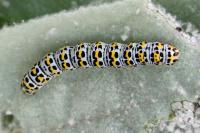 Cucullia verbasci