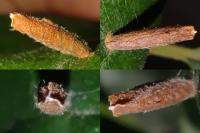 Coleophora serratella