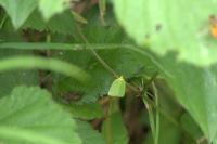 Tortrix viridana
