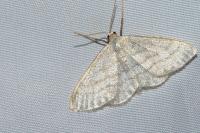 Idaea subsericeata