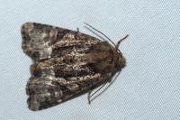 Oligia latruncula/strigilis/versicolor