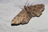 Peribatodes rhomboidaria