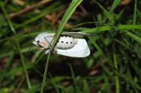 Spilosoma lubricipeda