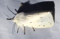 Spilosoma lubricipeda