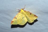 Opisthograptis luteolata