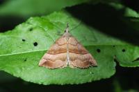Hypena proboscidalis