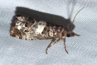 Notocelia trimaculana