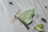 Campaea margaritaria