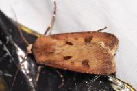 Agrotis exclamationis
