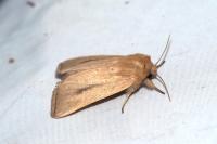 Sesamia nonagrioides