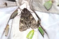 Acronicta megacephala