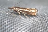 Crambus lathoniellus