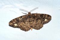 Parectropis similaria