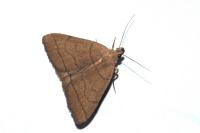 Herminia tarsipennalis