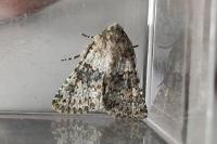 Hecatera dysodea